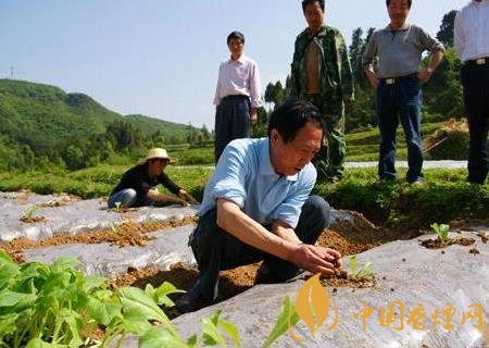 烟叶种植注意事项 不同移栽期对烤烟的生长和产质量的影响