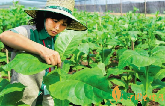 烟叶种植技术有什么技巧 最全的烟叶种植过程24节气歌