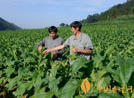 烟叶种植怎样布局才合理 烟叶种植技术和管理介绍