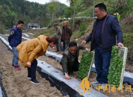 烟叶移栽需要注意什么 烟叶移栽方法和密度种植技巧介绍