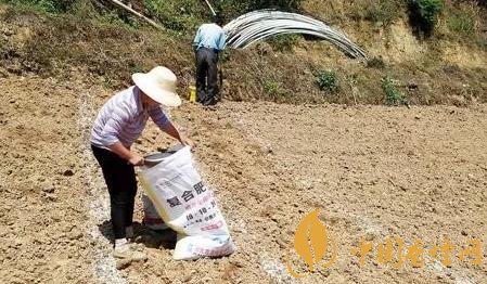 香烟幼苗如何栽培 香烟高效栽培技术介绍