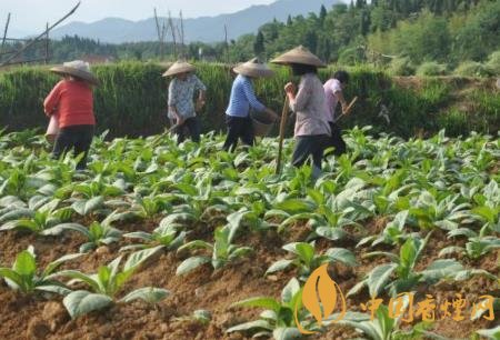 香烟幼苗如何栽培 香烟高效栽培技术介绍