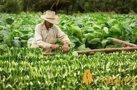 雪茄烟叶品质和产地有什么关系 全球优质雪茄烟叶产地介绍