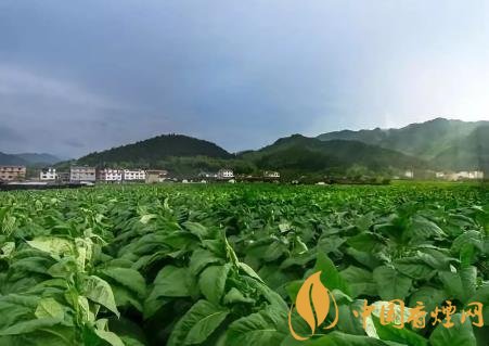 雪茄烟叶品质和产地有什么关系 全球优质雪茄烟叶产地介绍