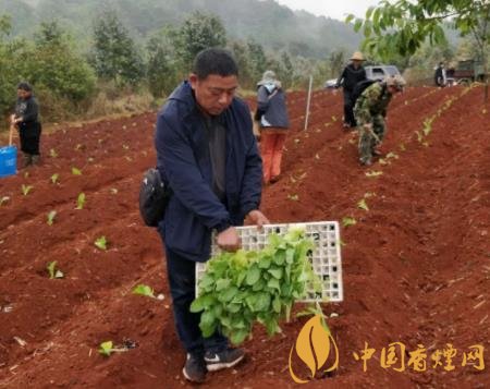 农村种烟赚钱吗 农村种植烟草的人越来越少的原因介绍