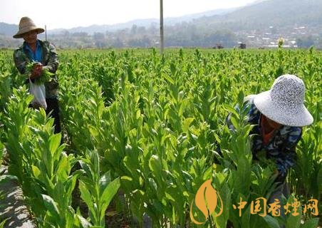 中国香料烟有哪些 香料烟的起源和种植地介绍