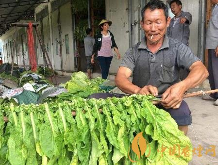 烟叶种植的技术分享 这七个阶段一定要做好！