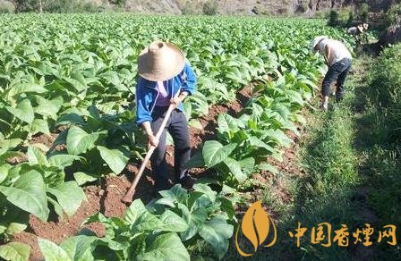 烟草应该施什么类型的氮肥 烟草施肥的的技术要点介绍