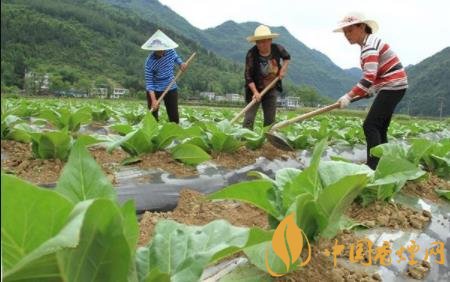 烟草应该施什么类型的氮肥 烟草施肥的的技术要点介绍