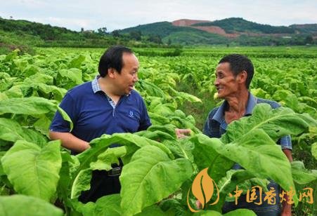 烟草种植收益怎么样 湖南烟户人均收入达8万元！