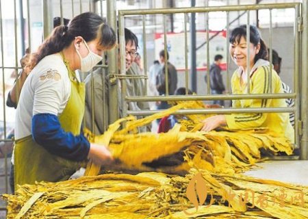 烟草种植收益怎么样 湖南烟户人均收入达8万元！