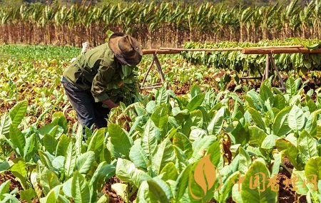 烟草什么时候传入中国 烟草在中国的传播方式