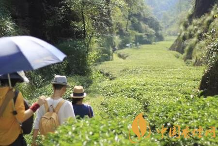 抽烟的人为什么要多喝茶 喝茶对抽烟的人有什么好处