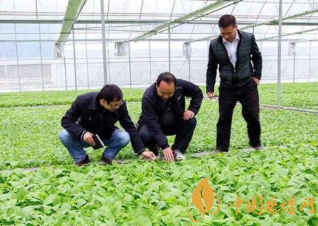 烟叶田间种植如何管理 烟草的田间管理技术介绍