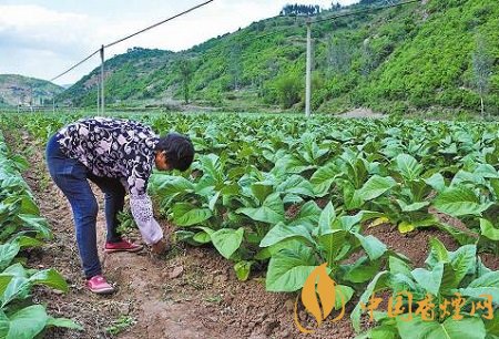 烟叶田间种植如何管理 烟草的田间管理技术介绍