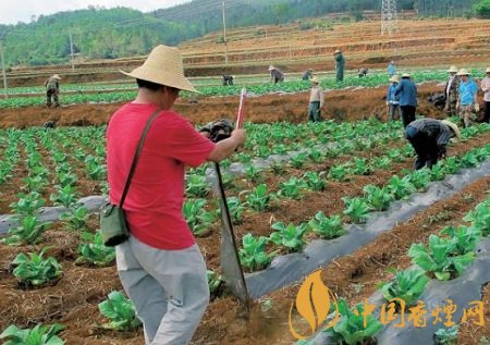 烟叶田间种植如何管理 烟草的田间管理技术介绍