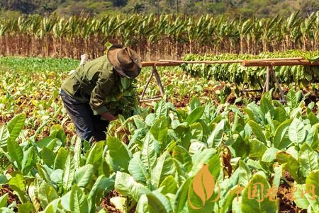 香烟的实际成本是多少 一包香烟用料成本曝光！