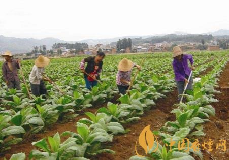 烟叶种植技术有哪些 烟叶种植的四点管理技巧介绍