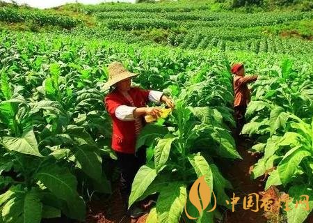 烟叶种植技术有哪些 烟叶种植的四点管理技巧介绍