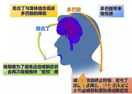 吸烟有变瘦提神等好处？为啥还要戒烟