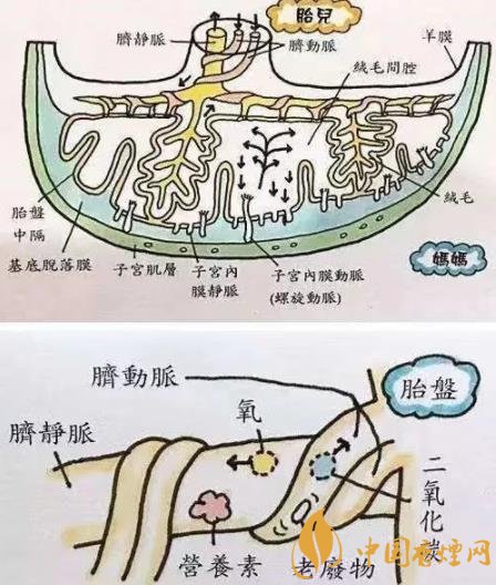 烟草对婴儿的伤害有哪些 科学家已证明实际危害