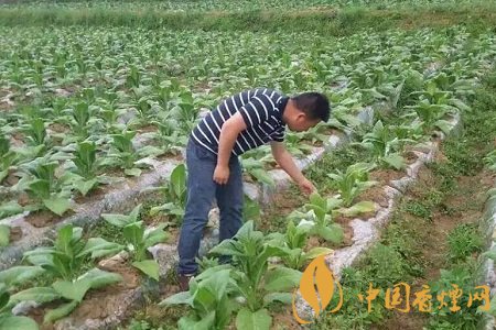 烟草种植如何防虫治虫 这些绿色防控要做好！