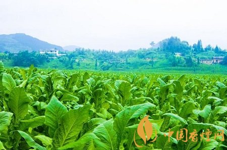 烟草种植如何防虫治虫 这些绿色防控要做好！