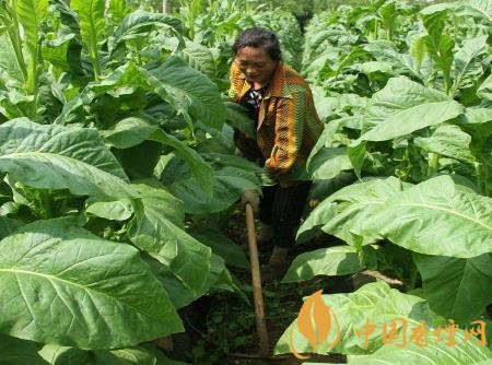 烟草种植技术有哪些 烟草种植需要注意的四点知识介绍