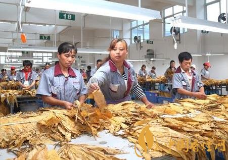 烟叶收购需要注意什么 维护烟叶收购秩序的五个强化