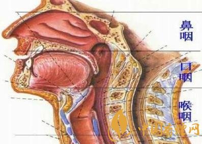 为什么吸烟可以导致咽喉癌 咽喉癌产生病因分析！
