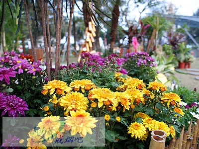 台南百花祭 抽烟就开罚