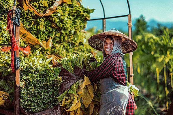 香烟自杀经济学：每天一包烟，为国贡献1.2万亿